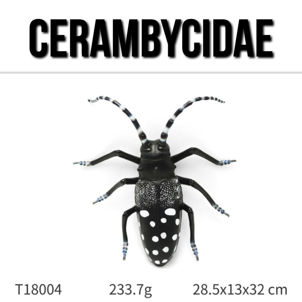 KORI CERAMBYCIDAE The Longhorn Beetles Insect Kumbang Tanduk Panjang Serangga Ukuran Besar 28.5x13x3