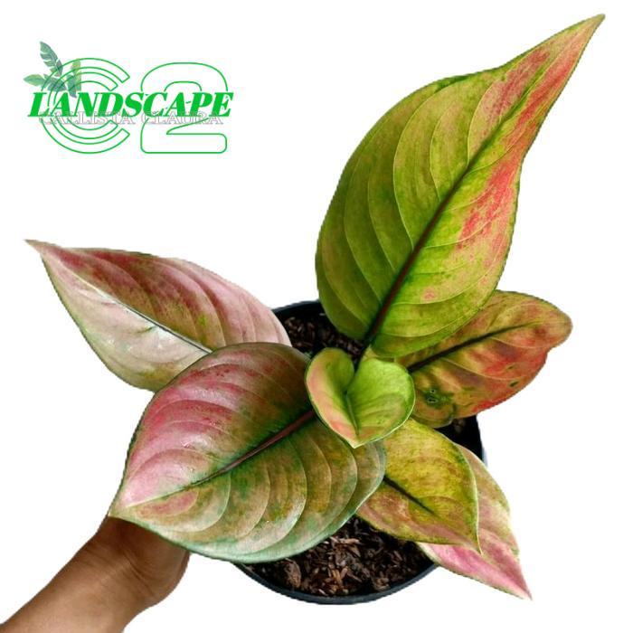 aglonema heng-heng pelangi rimbun - tanamanhias aglonema hengheng dewasa Alami