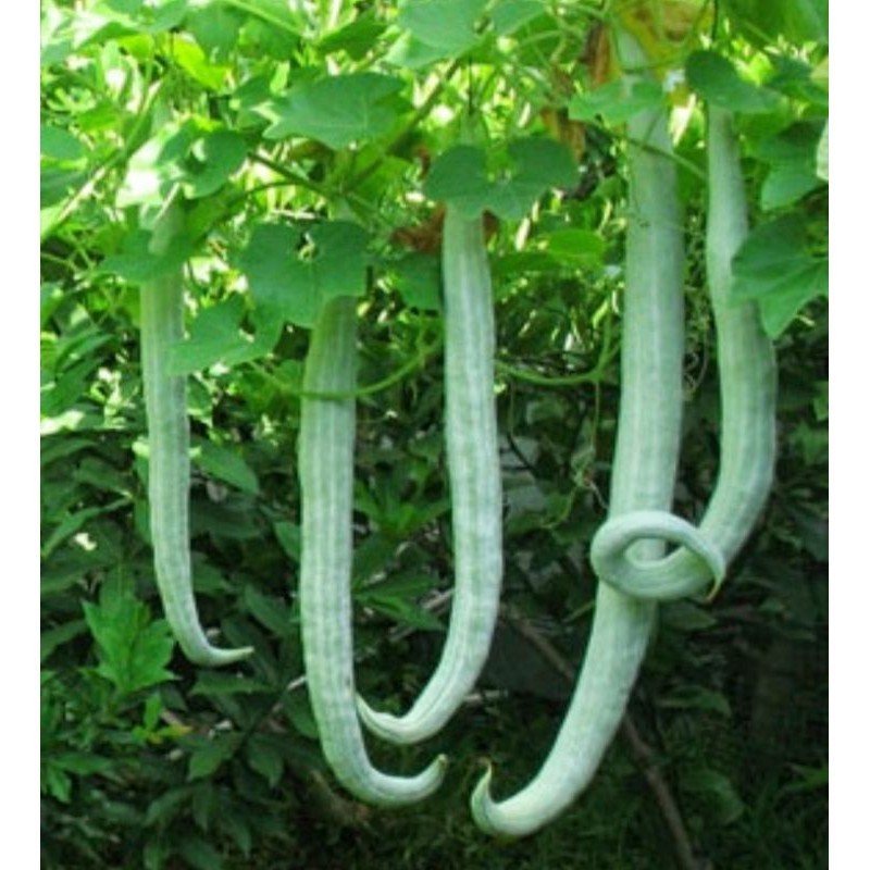 20 biji Benih PARE BELUT Unggul - pari belut- bibit sayuran