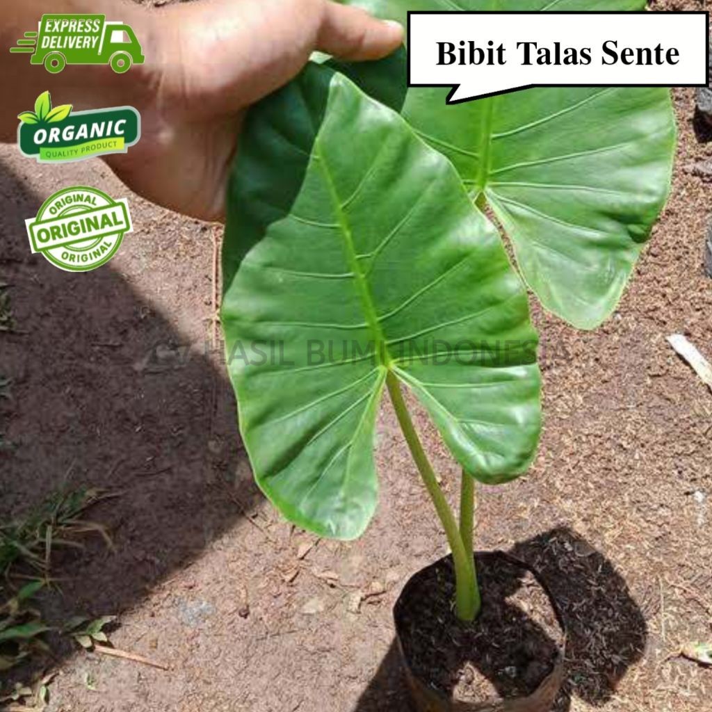 Bibit Talas Sente Ukuran 30cm Talas Hias