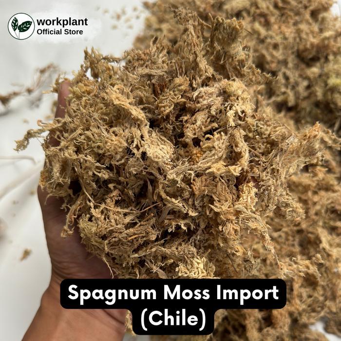 Spagnum Moss / Sphagnum Chile - Media Tanam Perbanyakan Tanaman Hias - Import - Chile