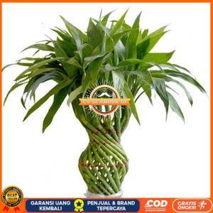 Bibit tanaman hias bambu hoki CV GLAMOUR ID