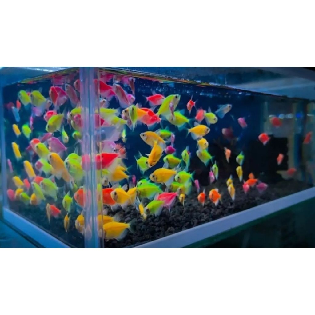 Ikan glofish ikan warna-warni paketan isi 10 ekor lebih murah warnabagus