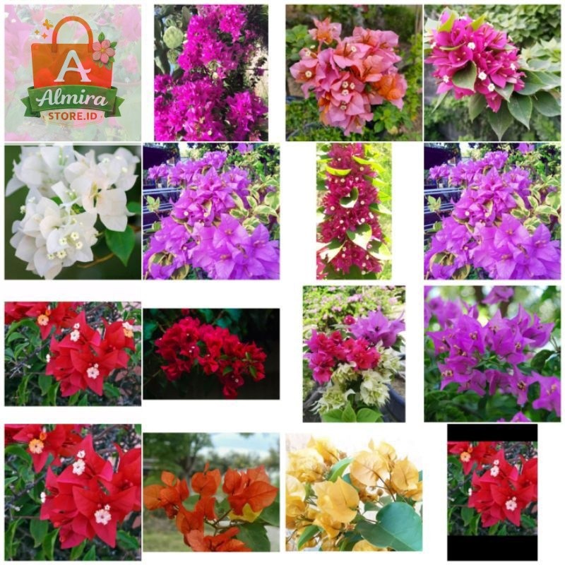 PROMOBIBIT BOUGENVILLE STEK BATANG//STEK BOUGENVILLE VARIAN WARNA