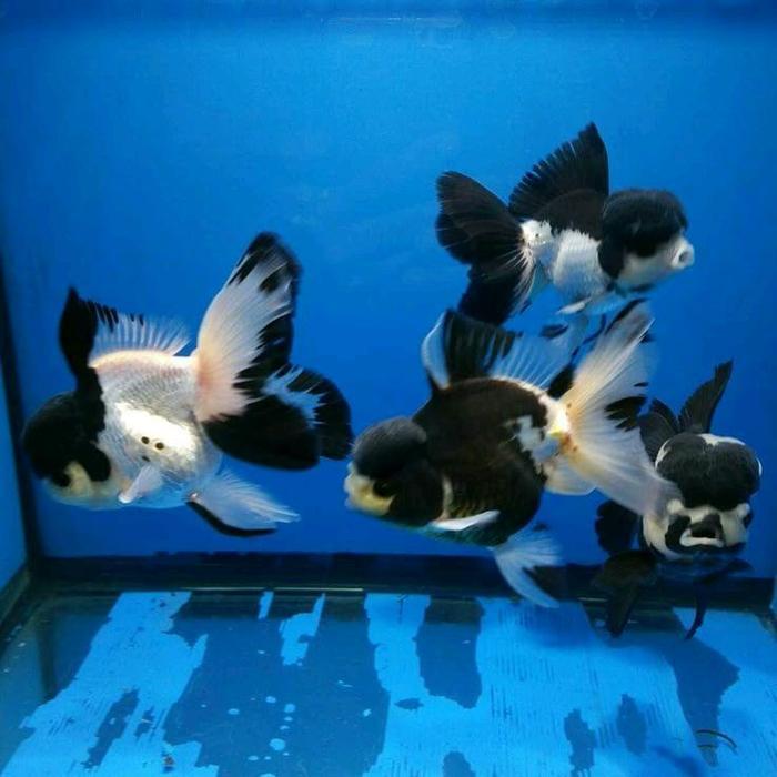 [SZ 7-9 CM] Ikan Hias Koki Panda Size M Koki Oranda Panda Goldfish