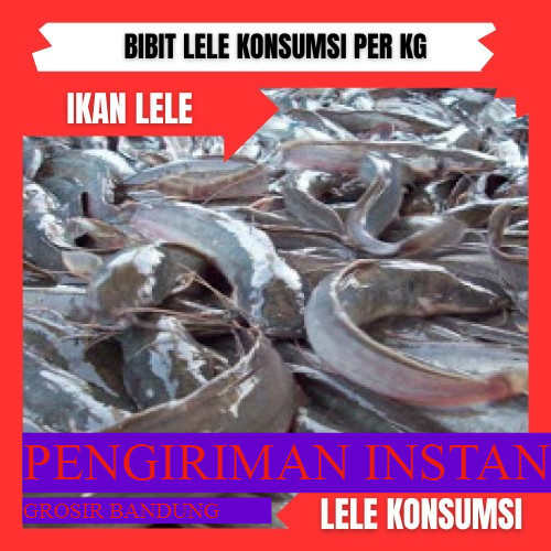 bibit lele sangkuriang konsumsi per kilo GROSIR BANDUNG