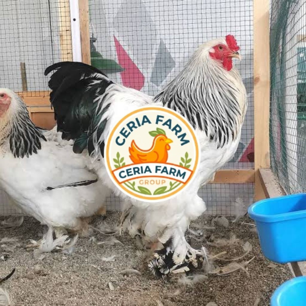 Telur Ayam Brahma Hias Asli Bisa Untuk Ditetaskan CERIA FARM GROUP