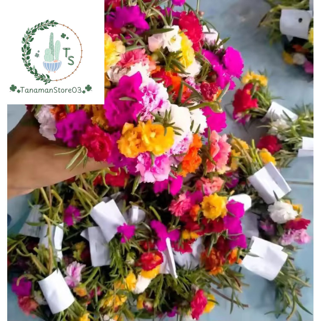 Bunga Sutra Bombay Mossros Portulaca Krokot Kembang Jam 8 Warna Random