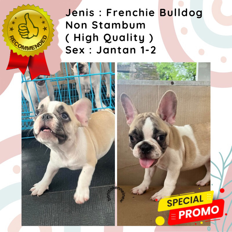 Anjing Frenchie Bulldog Non Stambum Anak Anjing French Bulldog