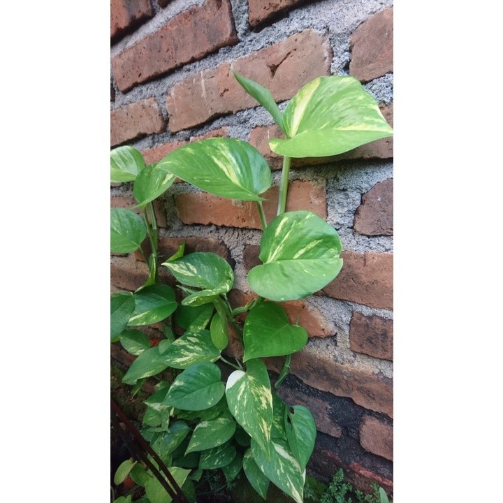 Sirih Varigata daun sirih gading sirih manjula  purworejo murah