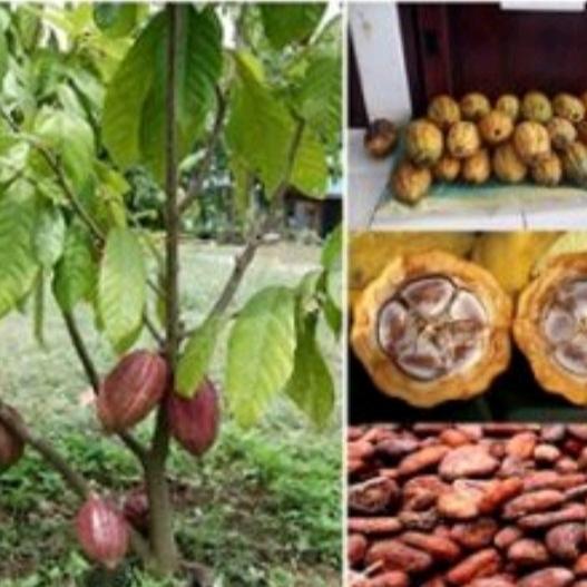 bibit kakao/ coklat