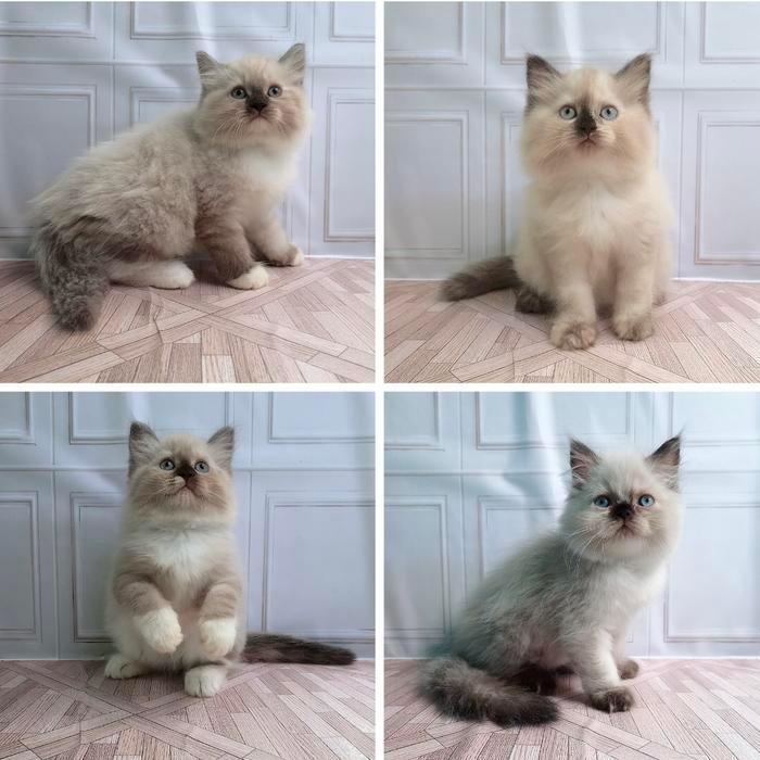 kucing ras ragdoll kitten