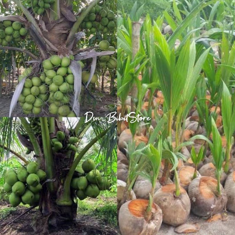 Bibit Kelapa Salak Genjah Pendek Berbuah | Bibit Kelapa Salak Asli 100% Unggul jaya