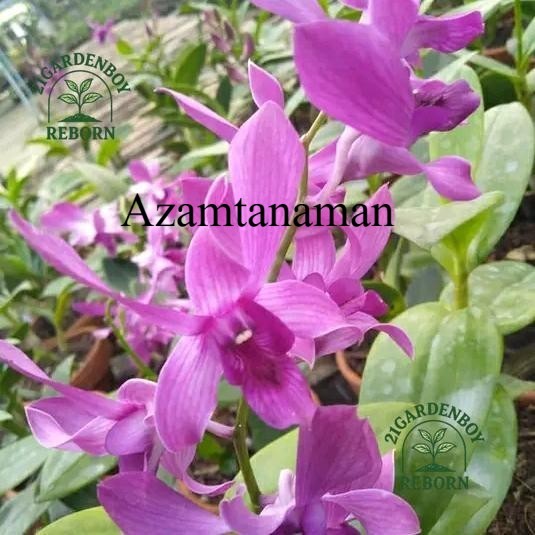 (PROMO MURAH) anggrek dendrobium Caesar red x Caesar warawan spike/kenop