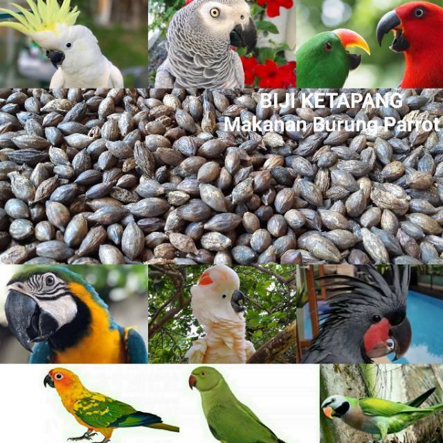 Biji Ketapang untuk Makanan Burung Parrot