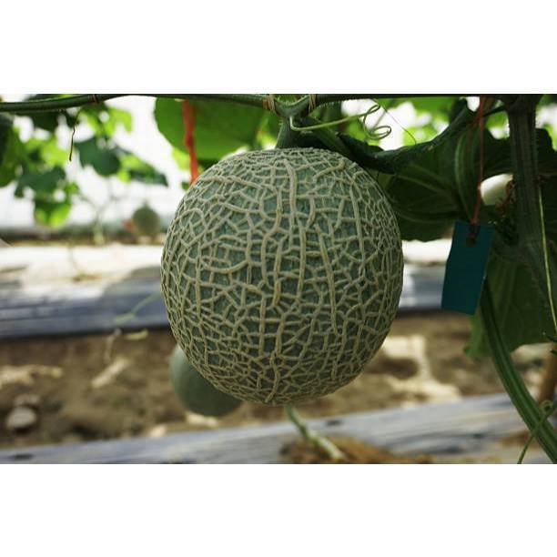 GARANSI - Bibit Melon Madu Hijau