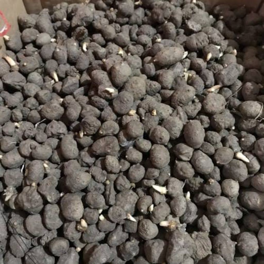 PromoPROMO SPESIAL Bibit Katak Porang Super Unggul 50-150 biji Siap Tanam | 100% Dorman & Anti Jamur