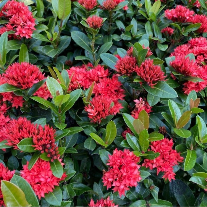 GROSIR tanaman bunga asoka merah asoka mini asoka india bunga merah