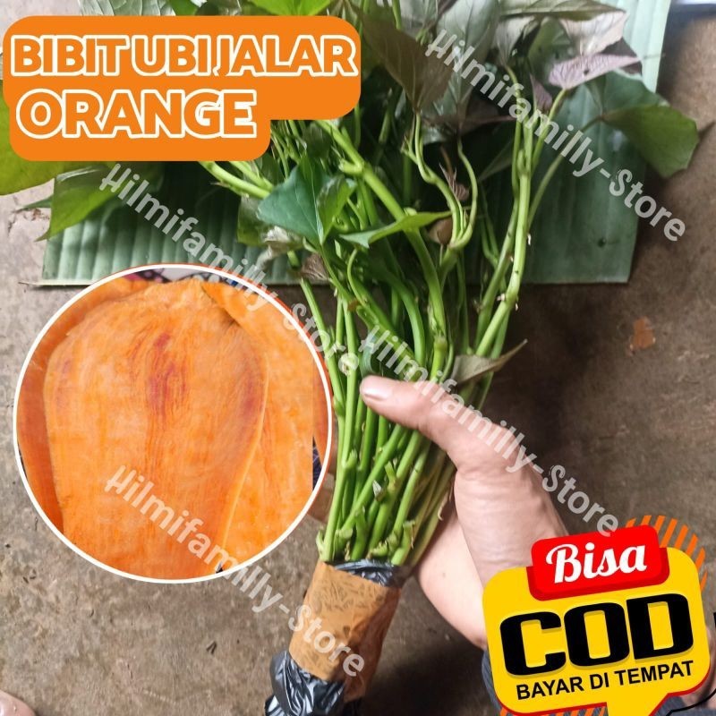 Bibit Ubi Jalar Orange Bibit Ubi jalar Cilembu asli organik
