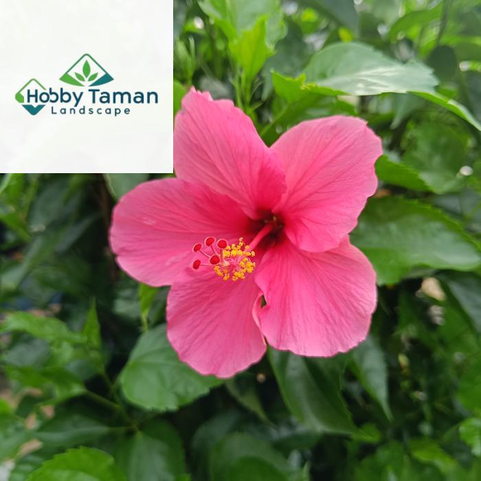 tanaman hias bunga kembang sepatu pink - pohon kembang sepatu pink