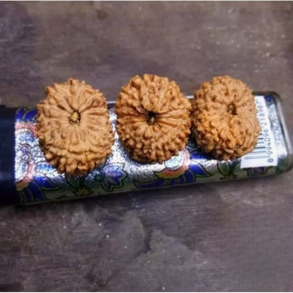 Rudraksha Mukhi 14 Garis 14 Jenitri