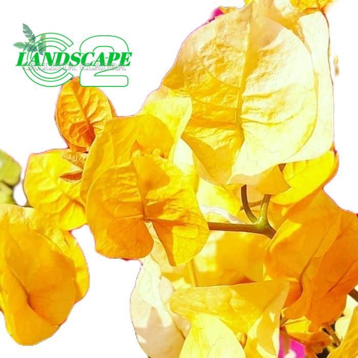 tanaman bunga bugenvil kuning - bunga bugenvil - tanaman bunga kertas - bugenvil kertas bunga kuning