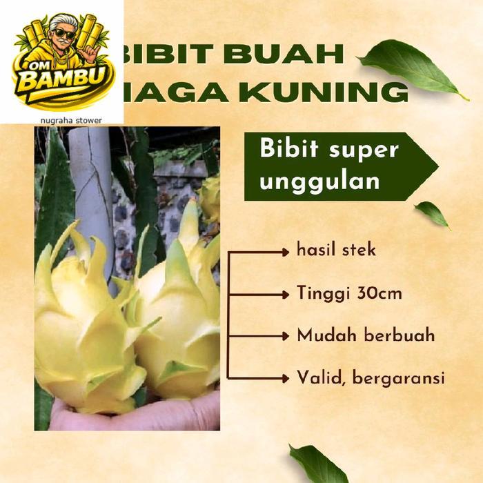 BIBIT BUAH NAGA KUNING HASIL ( STEK ) SUDAH BER AKAR SIAP TANAM