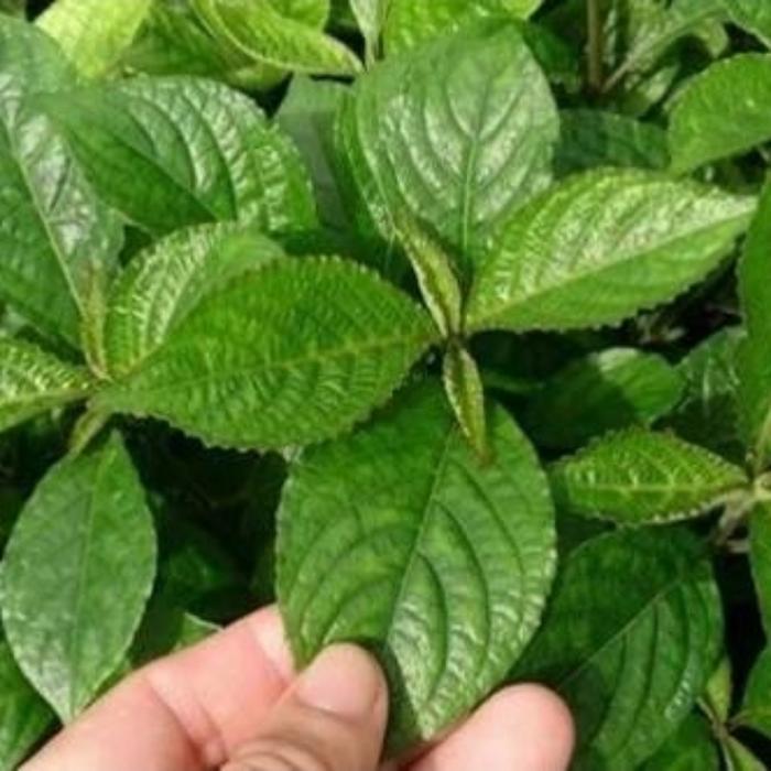 daun keji beling/pecah beling segar obat herbal