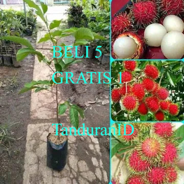 Bibit Tanaman Rambutan Binjai, Lebak Bulus, Rapiah