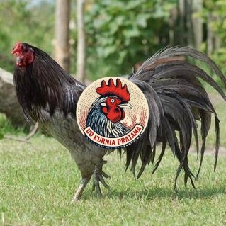 Telur ayam black sumatera / telur ayam hias / telur fertil siap kirim UD KURNIA PRATAMA