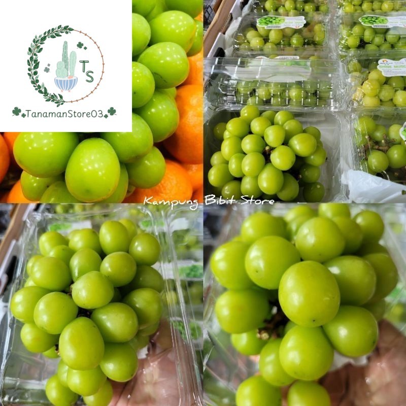 tanaman Bibit Anggur Import Shine Muscat 100%