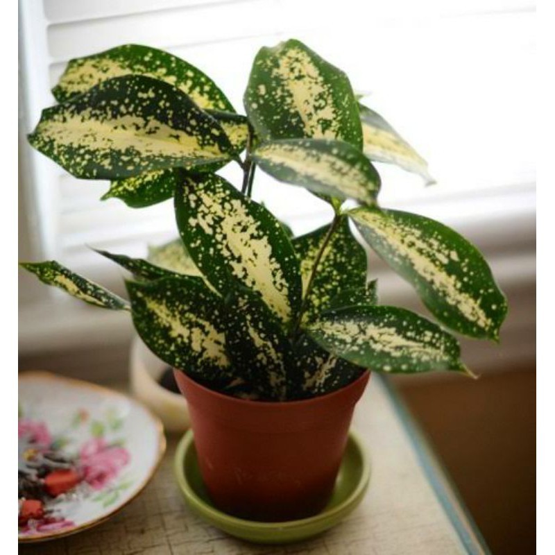 tanaman hias bambu dracena jepang - dracena florida beauty