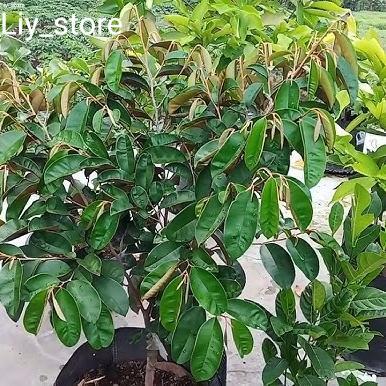 Bibit buah Kenitu Ungu Okulasi - Bibit buah langka Kenitu ungu premium