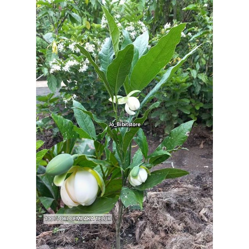 Bibit Tanaman Bunga Cempaka Telur Putih Siap Berbunga | Bibit Cempaka Gondok Asli