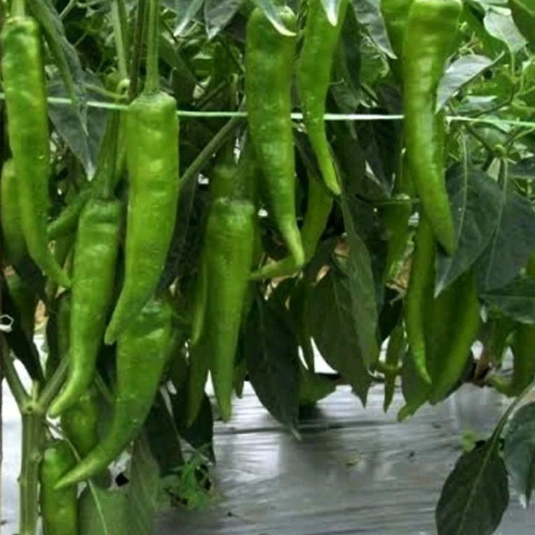 500 Biji Bibit Benih Cabe /CabaiHijau Besar Lombok Hibrida Pertiwi Tanaman Daun Tunggal Flavor Khas 
