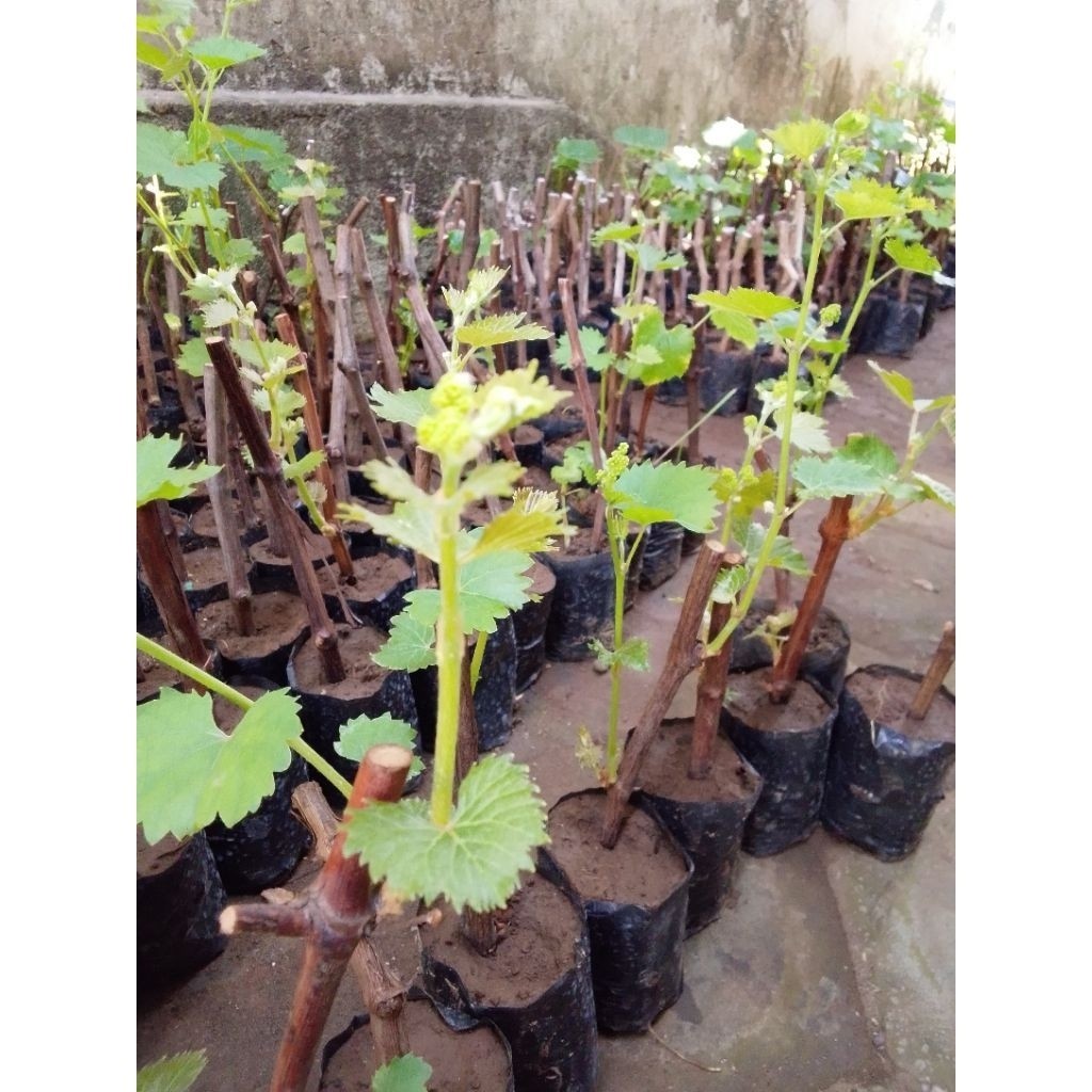 Bibit Anggur Import Jupiter kondisi berbunga hasil cating(bonus pupuk)