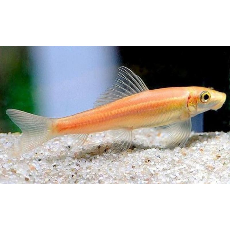 Promo ikan CAE | CHINESE ALGAE EATER