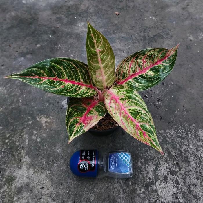 Bibit tanaman hias aglonema Jatayu merah