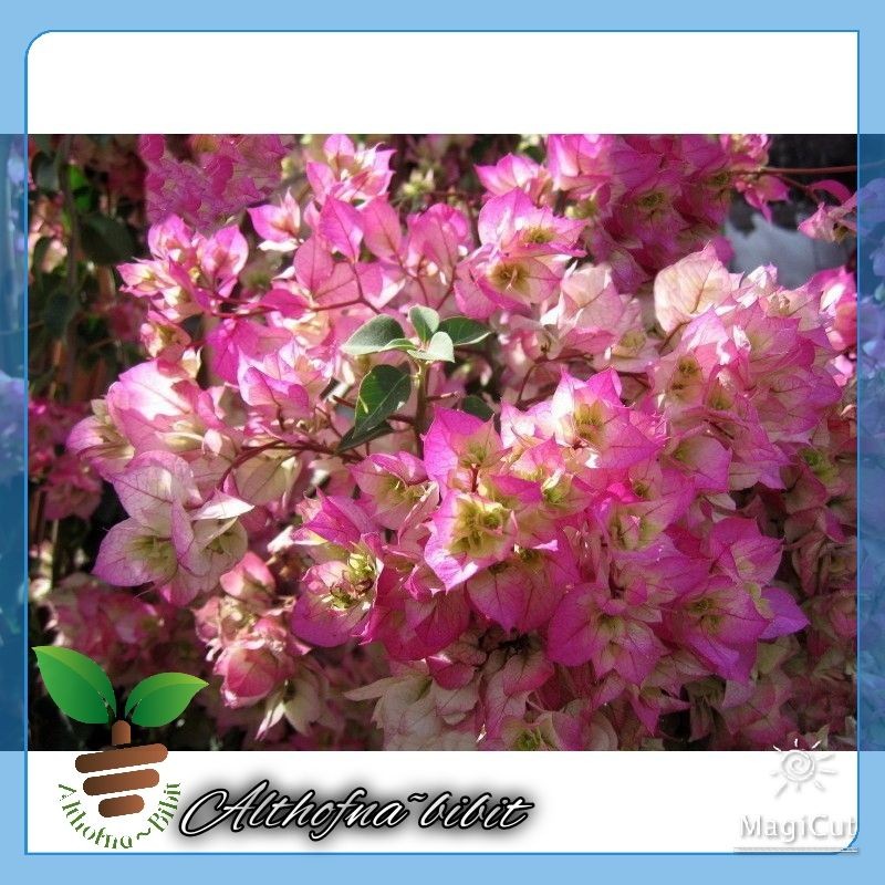 bibit bunga Bougenville Citra India ORY./BOUGENVILLE IMPORT/BOUGENVILLE BUNGA KERTAS/BOUGENVILLE BAT