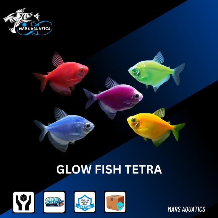PAKET 50PCS WARNA CAMPUR IKAN HIAS IKAN GLOWFISHH TETRA IKAN GLOWING FISH TETRA IKAN WARNA WARNI IKA