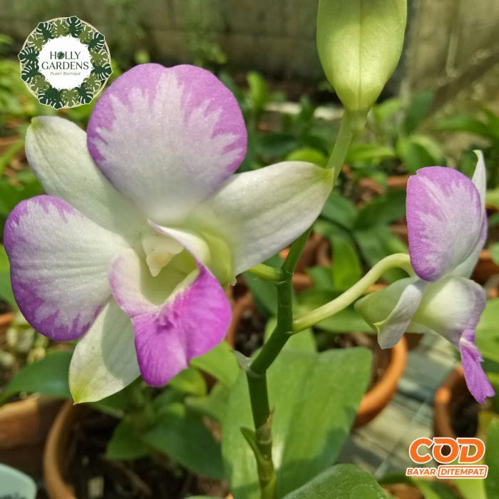 Anggrek Dendrobium Mesangnil - Fragrance