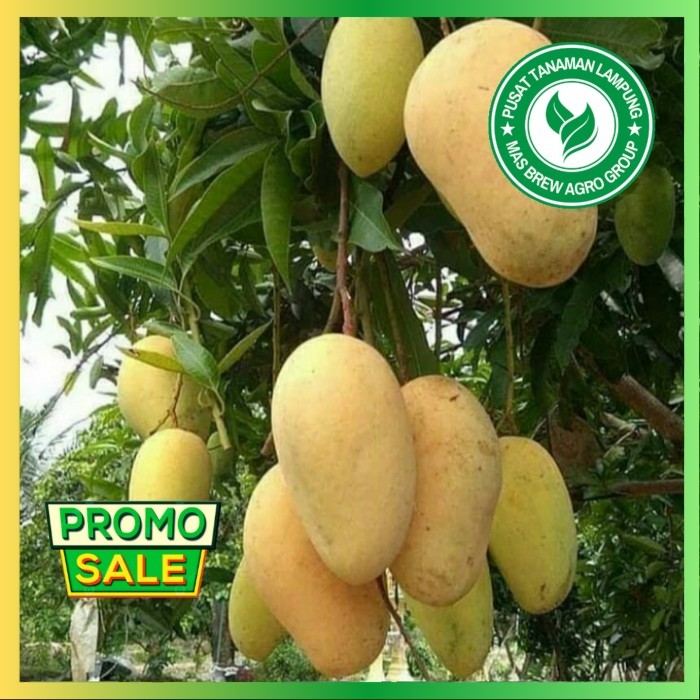 BIBIT TANAMAN BUAH MANGGA CHOKANAN/ MANGGA COKANAN ASLI VALID [Okulasi Cocok Di Pot]