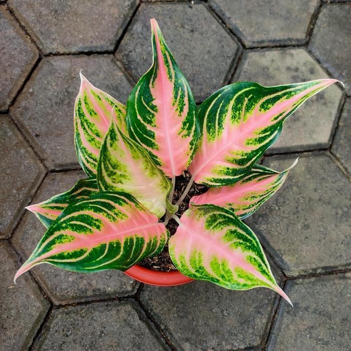 Tanaman hias aglonema pink sunset - aglonema pink sunset