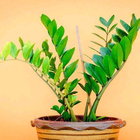 tanaman dollar, tanaman hias dollar zamia,dollar hijau