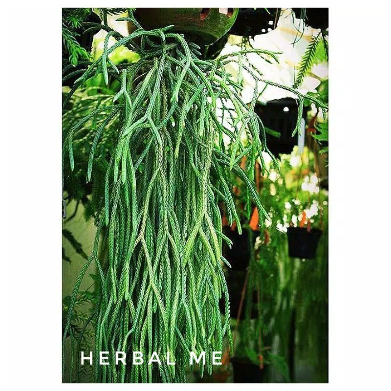 Tanaman Hias Gantung / Kumpai Ekor Tikus / Kumpai Tali Sepatu / Kumpai gantung