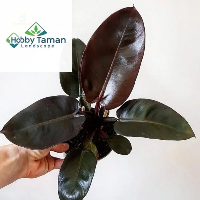 tanaman hias philodendron black cardinal - Philodendron black cardinal