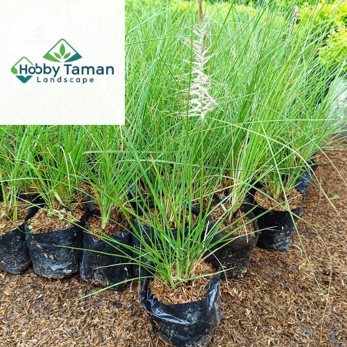 Tanaman Hias Alang Alang Ekor Kuda Putih - Alang Ekor Kuda Love grass
