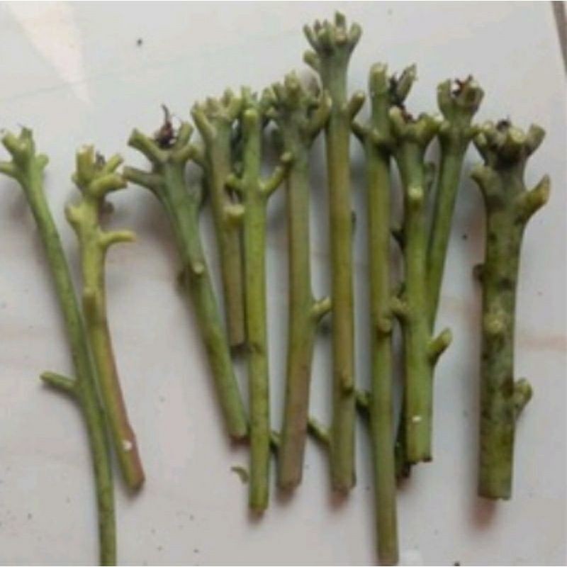 Entres Mangga KIOJAY, IRWIN, YUWEN, NAMDOKMAY, HARUM MANIS, MADU, CHOJANAN