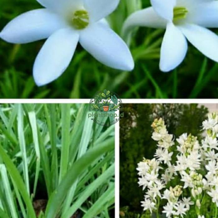 bibit bunga sedap malam super Plantshop id