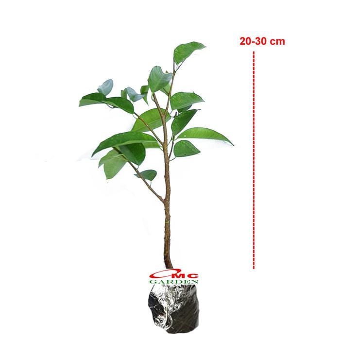 Beringin Lokal Local Iprik Kimeng Bibit Berakar Bonsai Ficus BR-2030 Best
